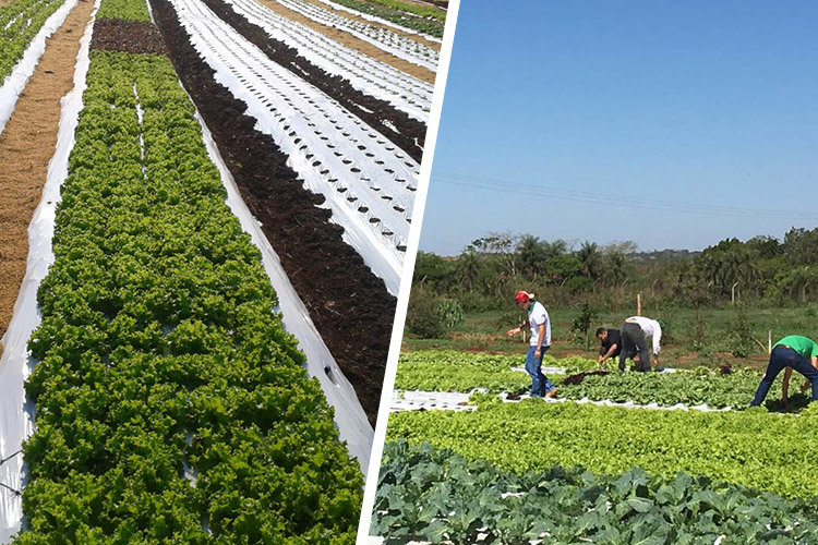 Produção de hortifrutigranjeiros do projeto Fazendinha é comercializada ...