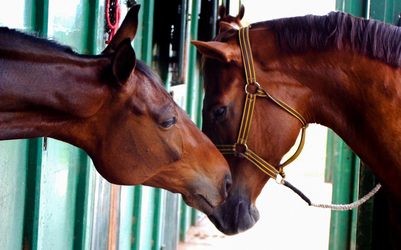 Cavalos ajudam na saúde física e mental com atividades em MT, Mato Grosso