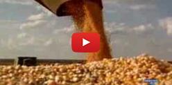 Embedded thumbnail for Exportações de milho aumentaram neste ano - SBT