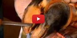 Embedded thumbnail for Senar/MS ensina a cuidar dos cascos dos animais - Record Rural