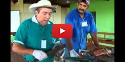 Embedded thumbnail for Casqueamento bovino: saiba como funciona