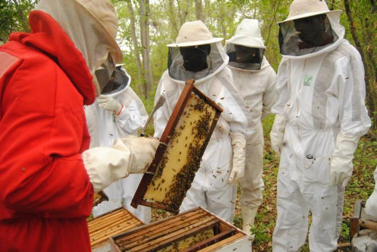 Apicultura Mel Ícones Linha Apicultura Processamento Mel