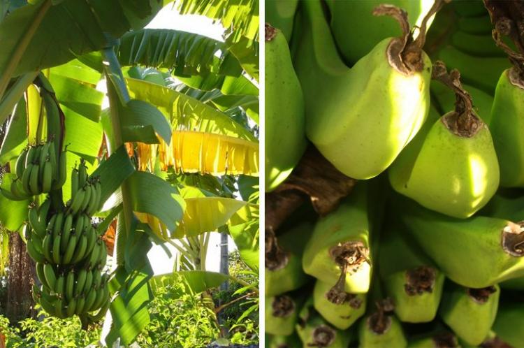 Produtor de bananas começou vendendo de porta em porta e hoje tem 350 mil  bananeiras, Globo Rural