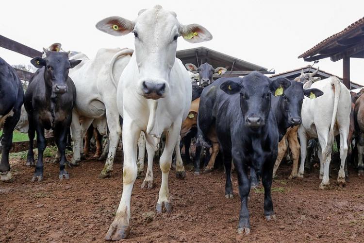 Maior produtividade em menor área e com menos tempo, define evolução do rebanho em MS